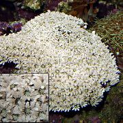 ორგანოს მილის Coral თეთრი