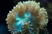 aquarium sea coral Elegance Coral, Wonder coral Catalaphyllia jardinei yellow