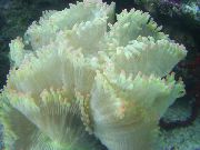 weiß Eleganz Korallen, Korallen Wunder (Catalaphyllia jardinei) foto