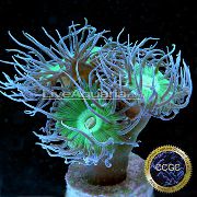 žalias Duncan Koralų (Duncanopsammia axifuga) nuotrauka