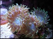 rožinis Duncan Koralų (Duncanopsammia axifuga) nuotrauka