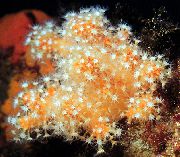 Hřebeček Hub (Mořské Prsty) červená