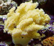 geltonas Colt Grybų (Jūros Pirštai) (Alcyonium) nuotrauka