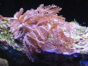 Winkenden Hand Korallen pink