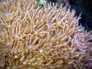 Garbanojimo Rankų Koralų rudas