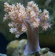 rožinis Medis Minkštas Koralų (Kenija Medis Koralų) (Capnella) nuotrauka