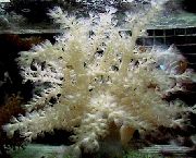 Tree Pehmeän Korallin (Kenia Puu Koralli) harmaa