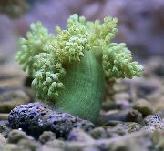 Medis Minkštas Koralų (Kenija Medis Koralų) žalias
