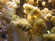 geltonas Colt Koralų (Cladiella) nuotrauka