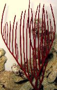 Gorgonian Miękkich Koralowców czerwony