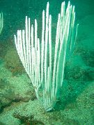 Gorgonian Miękkich Koralowców biały