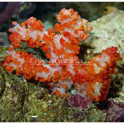 raudonas Gvazdikas Medis Koralų (Dendronephthya) nuotrauka