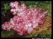 rožinis Gvazdikas Medis Koralų (Dendronephthya) nuotrauka