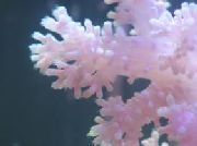 Szegfű Fa Korall fehér