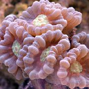 ružový Pochodeň Koral (Candycane Koral, Koral Trúbka) (Caulastrea) fotografie