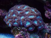 lila Fackel Koralle (Candycane Korallen, Korallen Trompete) (Caulastrea) foto