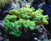 Fackel Koralle (Candycane Korallen, Korallen Trompete) gelb