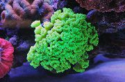 Fakkelen Korall (Candycane Koraller, Trompet Korall) grønn
