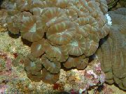marrone Torcia Coralli (Coral Candycane, Tromba Corallo) (Caulastrea) foto
