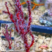 raudonas Pirštu Gorgonia (Pirštu Jūros Ventiliatorius) (Diodogorgia nodulifera) nuotrauka