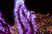 violetinė Pirštu Gorgonia (Pirštu Jūros Ventiliatorius) (Diodogorgia nodulifera) nuotrauka