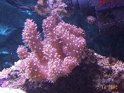 Pirštų Odos Koralų (Velnio Ranka Koralų) violetinė