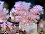 rožinis Gėlių Medis Koralų (Brokoliai Koralų) (Scleronephthya) nuotrauka