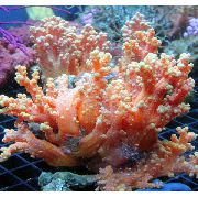 raudonas Gėlių Medis Koralų (Brokoliai Koralų) (Scleronephthya) nuotrauka