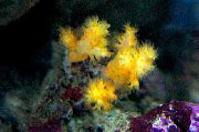 geltonas Gėlių Medis Koralų (Brokoliai Koralų) (Scleronephthya) nuotrauka