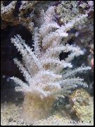 baltas Kalėdų Eglutė Koralų (Medusa Koralų) (Studeriotes) nuotrauka