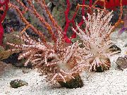Kalėdų Eglutė Koralų (Medusa Koralų) rudas