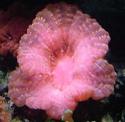 粉红色 猫头鹰的眼睛珊瑚（按钮珊瑚） (Cynarina lacrymalis) 照片