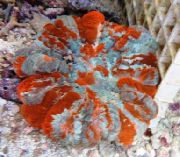 モトリー フクロウ目サンゴ（ボタンサンゴ） (Cynarina lacrymalis) フォト