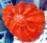 aquarium sea coral Owl eye coral (Button coral) Cynarina lacrymalis red