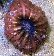 Owl Eye Coral (Button Coral) браон