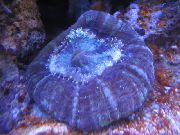Ugle Øye Korall (Knapp Koraller) lilla