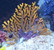 rudas Nėriniai Stick Koralų (Distichopora) nuotrauka