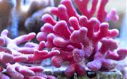 rožinis Nėriniai Stick Koralų (Distichopora) nuotrauka
