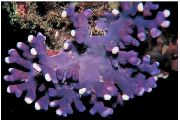 violetinė Nėriniai Stick Koralų (Distichopora) nuotrauka