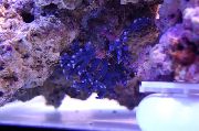 Blúndur Stafur Coral blár