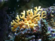 geltonas Nėriniai Stick Koralų (Distichopora) nuotrauka