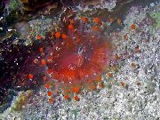 raudonas Kamuolys Corallimorph (Oranžinė Kamuolys Anemone) (Pseudocorynactis caribbeorum) nuotrauka