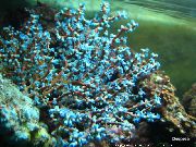 šviesiai mėlynas Mėlynių Jūros Ventiliatorius (Acalycigorgia) nuotrauka