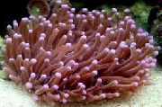 brun Stor Tentacled Plate Korall (Anemone Sopp Koraller) (Heliofungia actiniformes) bilde