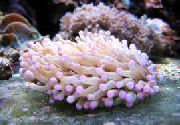 rosa A Gran Tentáculos Placa De Coral (Anémona De Coral De Setas) (Heliofungia actiniformes) foto