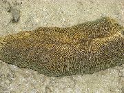 褐色 舌头蘑菇珊瑚 (Herpolitha) 照片