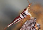 червен Арлекин Скариди (Caridina cf. spongicola) снимка