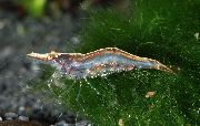 зелена Sri Lanka Dwarf Shrimp (Caridina Simoni Simoni) фотографија