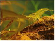 aquarium freshwater crustacean Yellow shrimp Neocaridina heteropoda var. Yellow yellow