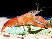 aquarium freshwater crustacean Macrobrachium Macrobrachium red